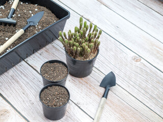 Gardening equipment, separating the sapling, transplanting into a black pot with soil.