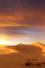 Obraz na płótnie Canvas view of nice sands dunes and palm at Sands Dunes National Park