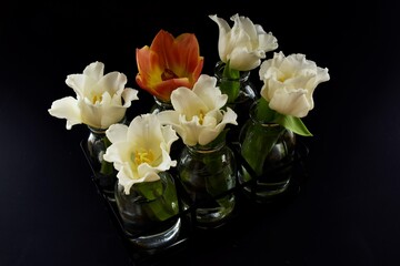 white and red tulips on black background