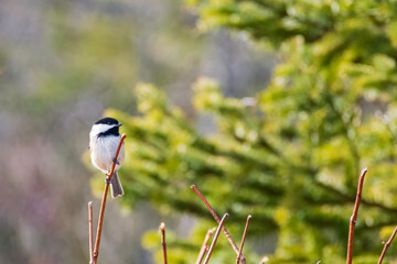 Black Capped Chickadee perched on tree branch