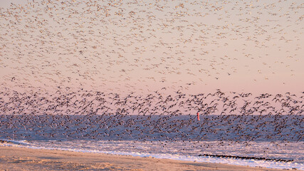 A flock of oystercatchers and bar-tailed godwits on the beach on a winter day.
Een zwerm scholeksters en rosse grutto's op een winterse dag op het strand.