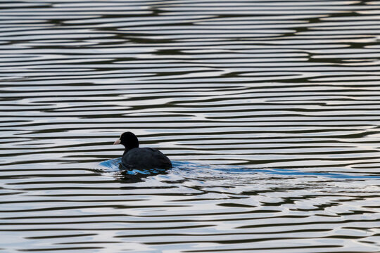 Coot on the transverse waves of the lake.