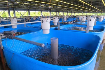 Amur sturgeon (Acipenser schrenckii) fingerlings in the hatchery incubator. Fish farm for...