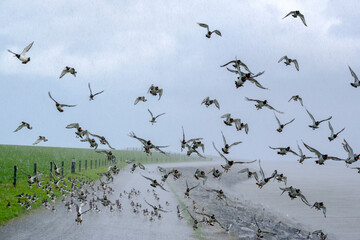 flock of oystercatchers in the heavy rain
Groep scholeksters in zware regenbui