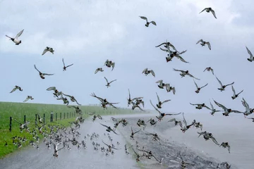 Foto op Plexiglas flock of oystercatchers in the heavy rain Groep scholeksters in zware regenbui © Peter