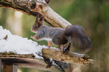 Squirrel rodent small cute animal winter forest woods wildlife
