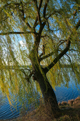 Weeping willow tree at the edge of a lake with a blue sky in the background.