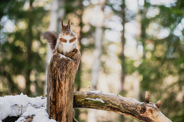 Squirrel rodent small cute animal winter forest woods wildlife