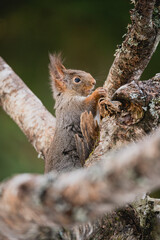 Squirrel rodent small cute animal winter forest woods wildlife