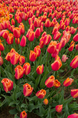 Orange tulips in Emirgan Park,Istanbul,Turkey,April 2018