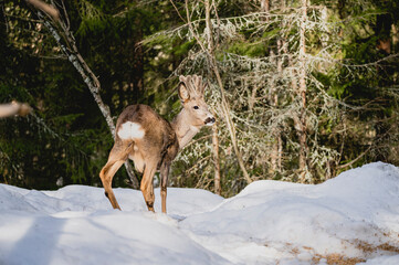 Deer white tail animal forest woods wildlife winter snow