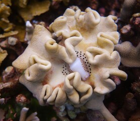Coral head hiding an egg cowrie