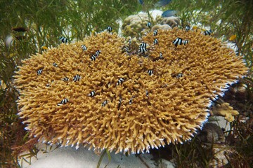 Hard coral reef scene