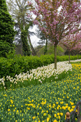 Obraz premium World famous Tulip Festival in Emirgan Park, Istanbul, Turkey. Flowering of tulips.