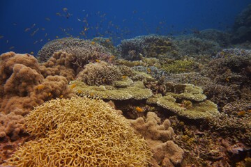 Fototapeta na wymiar Beautiful reef scene