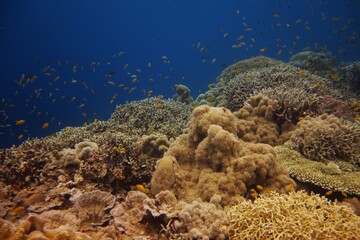Naklejka na ściany i meble Beautiful reef of Philippines
