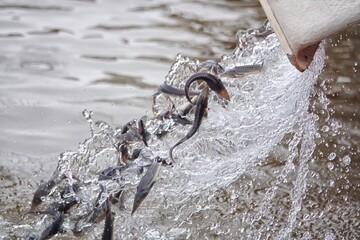 Amur sturgeon ( Acipenser schrenckii ) fingerlings from the fish hatchery are released into the Amur river. Khabarovsk Krai, far East, Russia. 