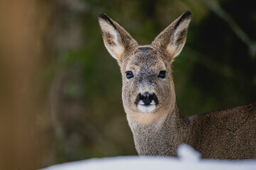Deer white tail animal forest woods wildlife winter snow