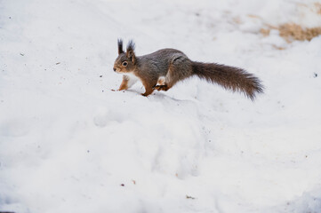 Naklejka na ściany i meble Squirrel forest winter snow jump food tree climb