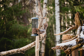 Squirrel forest winter snow jump food tree climb