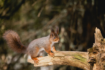 Squirrel forest winter snow jump food tree climb