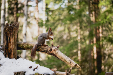 Squirrel forest winter snow jump food tree climb