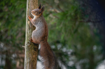 Squirrel forest winter snow jump food tree climb