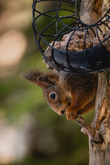Squirrel forest winter snow jump food tree climb