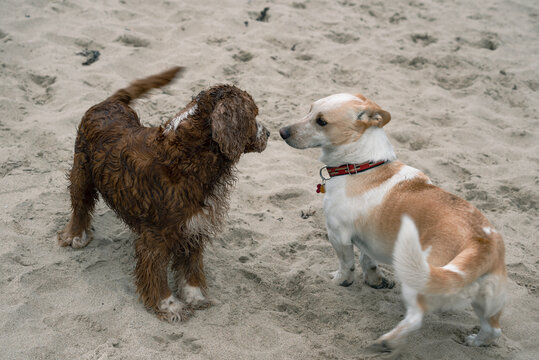 Two Dogs, A Corgi And Spaniel, Play In The Sand On The Beach.
