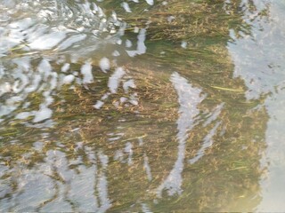 White water flowing into the river green moss beautiful 
