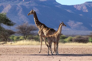 beautiful giraffes - Namibia, Africa