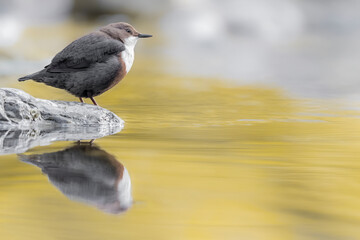 Wonderful reflections on the river at sunrise, the European Dipper (Cinclus cinclus)