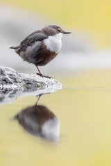 Beautiful sunrise over the river, fine art portrait of Dipper (Cinclus cinclus)