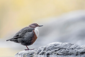 Wonderful portrait of Dipper at sunrise (Cinclus cinclus)