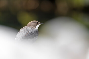 The beautiful Dipper on the riverbank (Cinclus cinclus)
