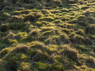 Fototapeta na wymiar old grass field