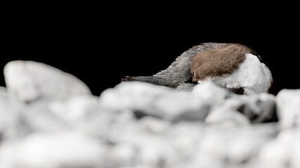 Cleaning time for the White throated Dipper (Cinclus cinclus)