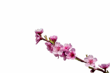Fototapeta na wymiar Pink peach tree flowers, blooming branch isolated on white background with copy space