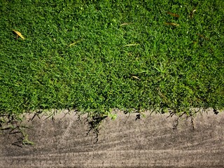 grass background