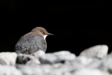 Fine art portrait of Dipper among light and shadow (Cinclus cinclus)