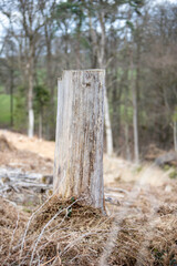 a dried up tree stump in a forest, the bark has fallen off