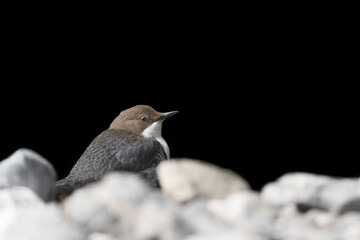 Between light and shadow, fine art portrait of European Dipper at morning (Cinclus cinclus)
