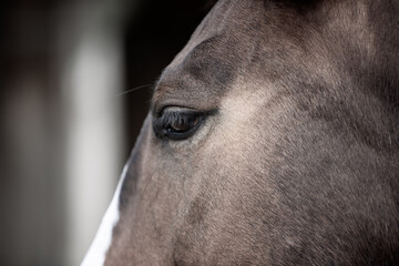 close up of horse eye, brown horse