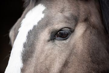 close up of horse eye, brown horse