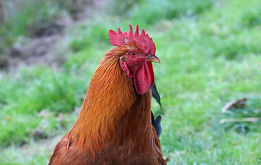 rooster in the grass at farm
