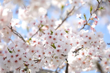 満開の桜