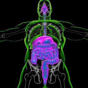 Human Digestive System Anatomy For Medical Concept 3D