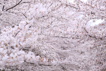 満開の桜