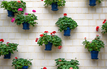 Fototapeta na wymiar colorful flowers pots hang onto the wall