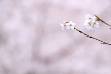 Naklejka premium 満開の桜